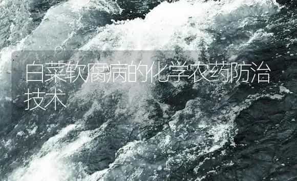 白菜软腐病的化学农药防治技术 | 植物病虫害
