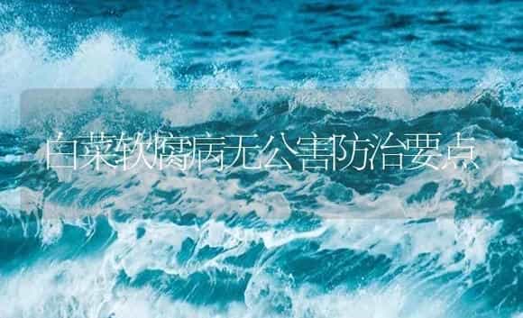 白菜软腐病无公害防治要点 | 植物病虫害