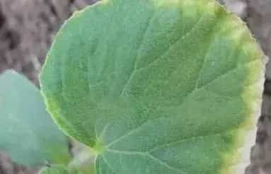 蔬菜发生药害后，还能补救么？