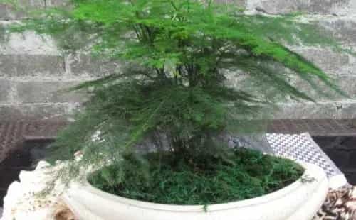 盆景材料 | 盆栽文竹土壤怎样配制
