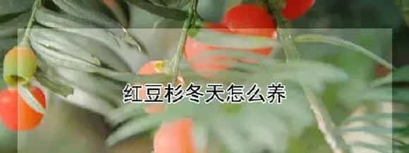 红豆杉冬天怎么养