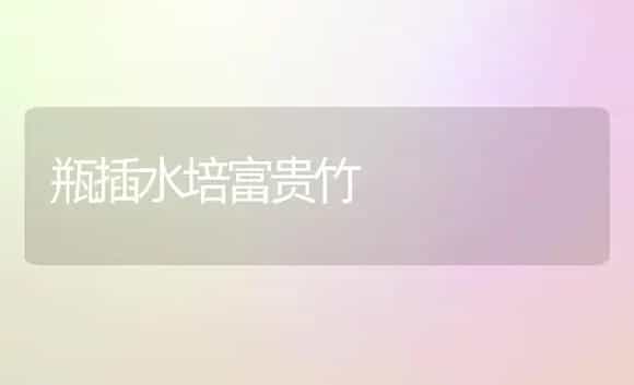 瓶插水培富贵竹 | 家庭养花