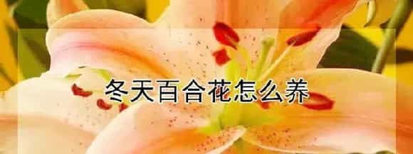 冬天百合花怎么养