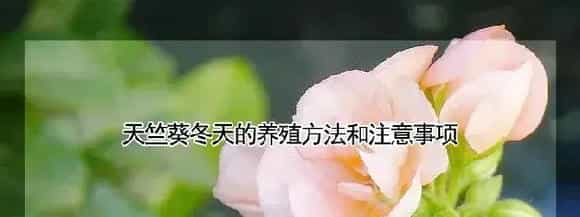 天竺葵冬天的养殖方法和注意事项