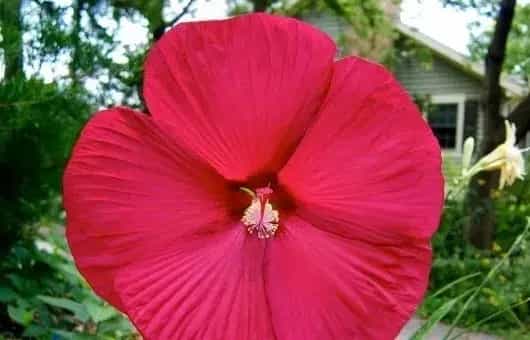 水培芙蓉花叶片所需温度