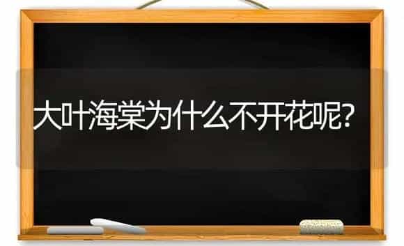 大叶海棠为什么不开花呢？ | 绿植常识