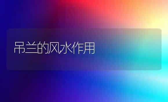 吊兰的风水作用 | 家庭养花