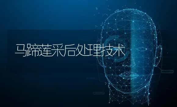 马蹄莲采后处理技术 | 特种种植