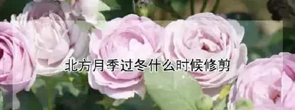 北方月季过冬什么时候修剪