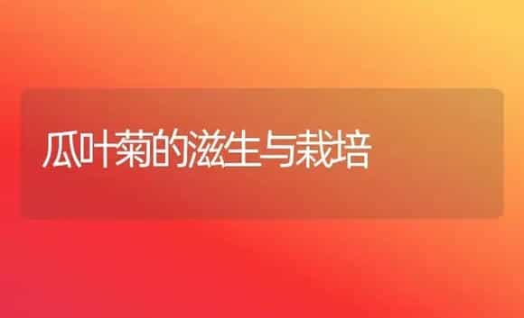 瓜叶菊的滋生与栽培 | 家庭养花