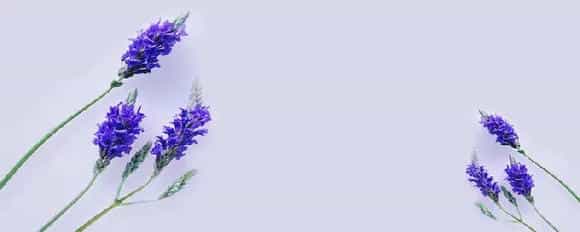 紫色薰衣草的真正花语