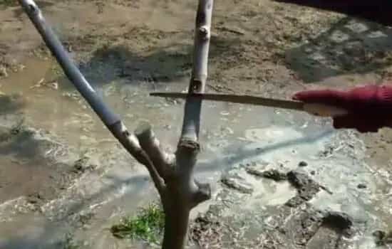 盆栽修剪 | 无花果冬天整枝还是春天