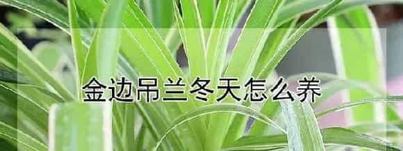 金边吊兰冬天怎么养