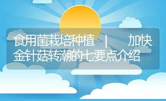 加快金针菇转潮的七要点介绍 | 菌菇种植