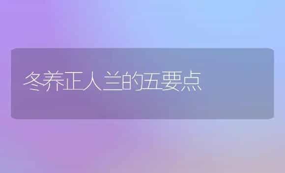 冬养正人兰的五要点 | 家庭养花