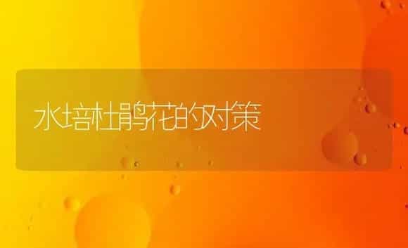 水培杜鹃花的对策 | 家庭养花