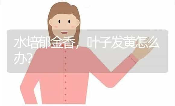 水培郁金香，叶子发黄怎么办？ | 绿植常识