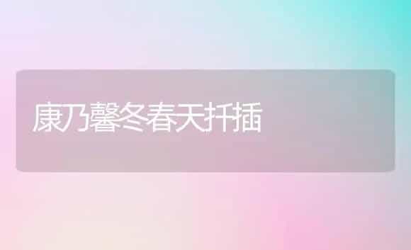 康乃馨冬春天扦插 | 家庭养花