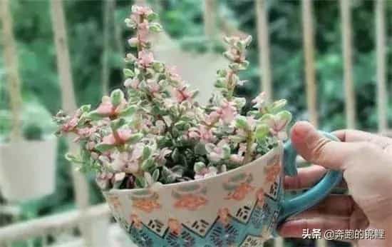 雅舞之乐掉叶干枯是怎么回事？