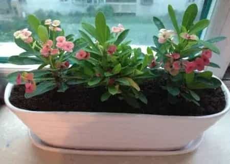 盆栽施肥 | 盆栽虎刺梅施肥技巧
