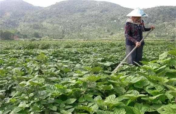 广藿香的栽培技术