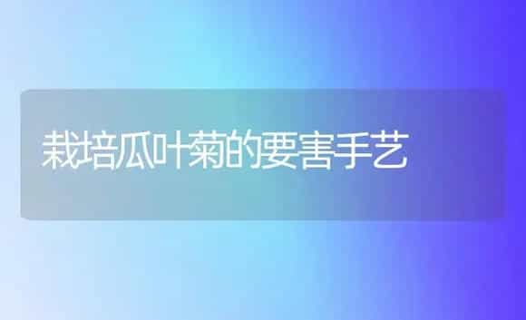 栽培瓜叶菊的要害手艺 | 家庭养花
