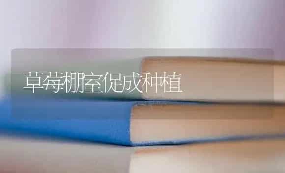 草莓棚室促成种植 | 特种种植