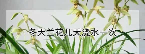 冬天兰花几天浇水一次
