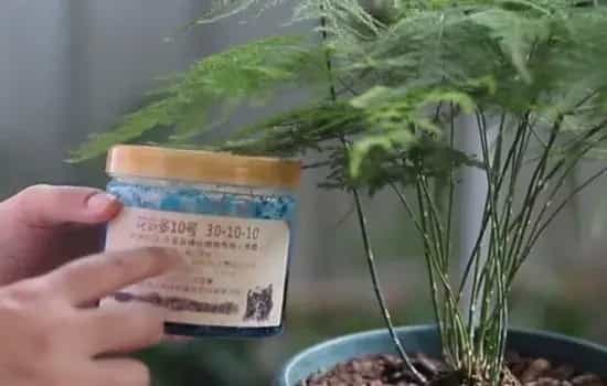 盆栽施肥 | 文竹冬天需要施肥吗