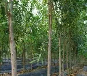 冬季苹果树枝组修剪方法有哪些？