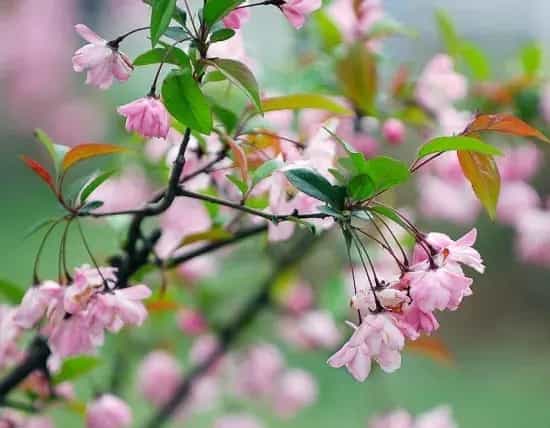 垂丝海棠花语:游子思乡,离愁别绪