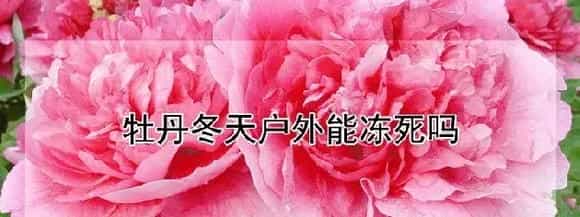牡丹冬天户外能冻死吗