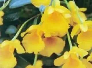 小黄花石斛