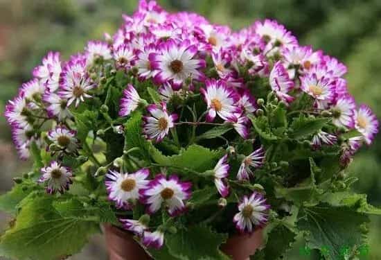 瓜叶菊花语是什么，红色喜悦/白色高洁/粉色幸运/紫色迷乱