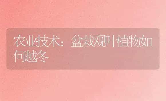 农业技术:盆栽观叶植物如何越冬 | 家庭养花