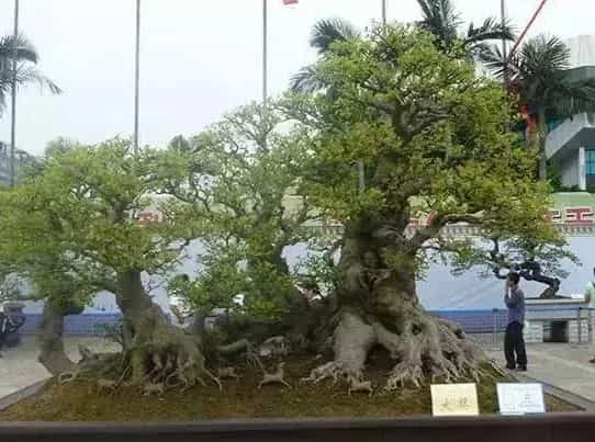 盆景养护管理 | 冬季盆景防冻方法