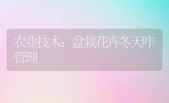 农业技术:盆栽花卉冬天咋管理 | 家庭养花