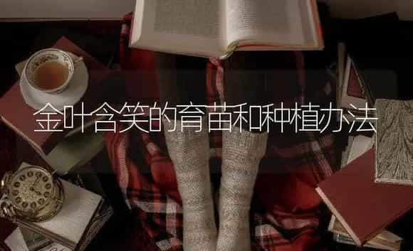 金叶含笑的育苗和种植办法 | 特种种植