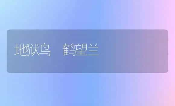 地狱鸟 鹤望兰 | 家庭养花