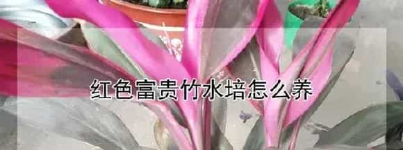 红色富贵竹水培怎么养
