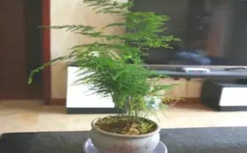 盆栽施肥 | 用啤酒怎么浇文竹