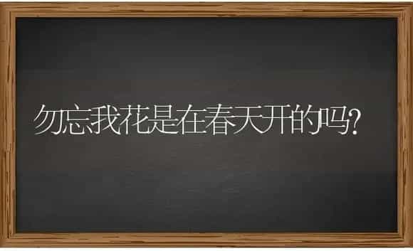勿忘我花是在春天开的吗？ | 绿植常识