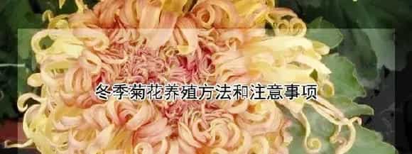 冬季菊花养殖方法和注意事项