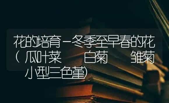 花的培育－冬季至早春的花(瓜叶菜  白菊  雏菊  小型三色堇) | 特种种植
