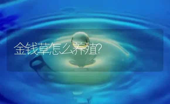 金钱草怎么养殖？ | 药材种植