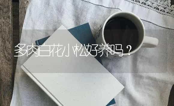 多肉白花小松好养吗？ | 多肉养殖