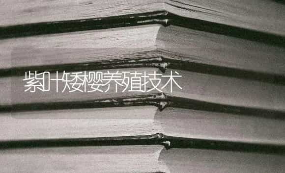 紫叶矮樱养殖技术 | 特种种植