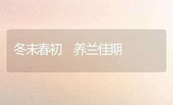 冬末春初 养兰佳期 | 家庭养花