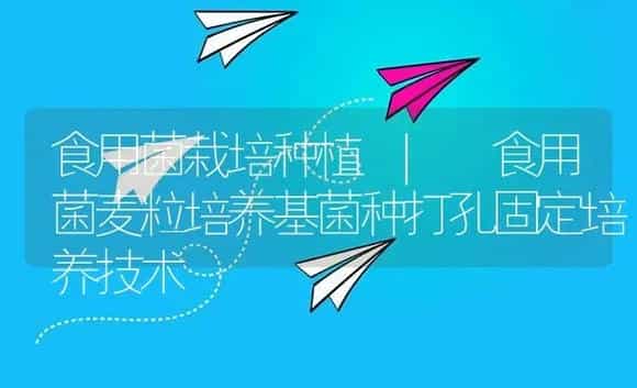 食用菌麦粒培养基菌种打孔固定培养技术 | 菌菇种植