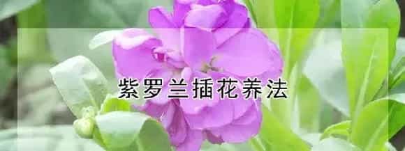紫罗兰插花养法